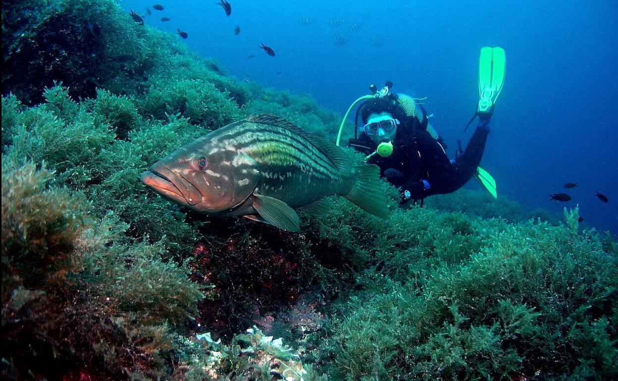 La reserva de Cabo de Palos, entre los 10 lugares excepcionales para